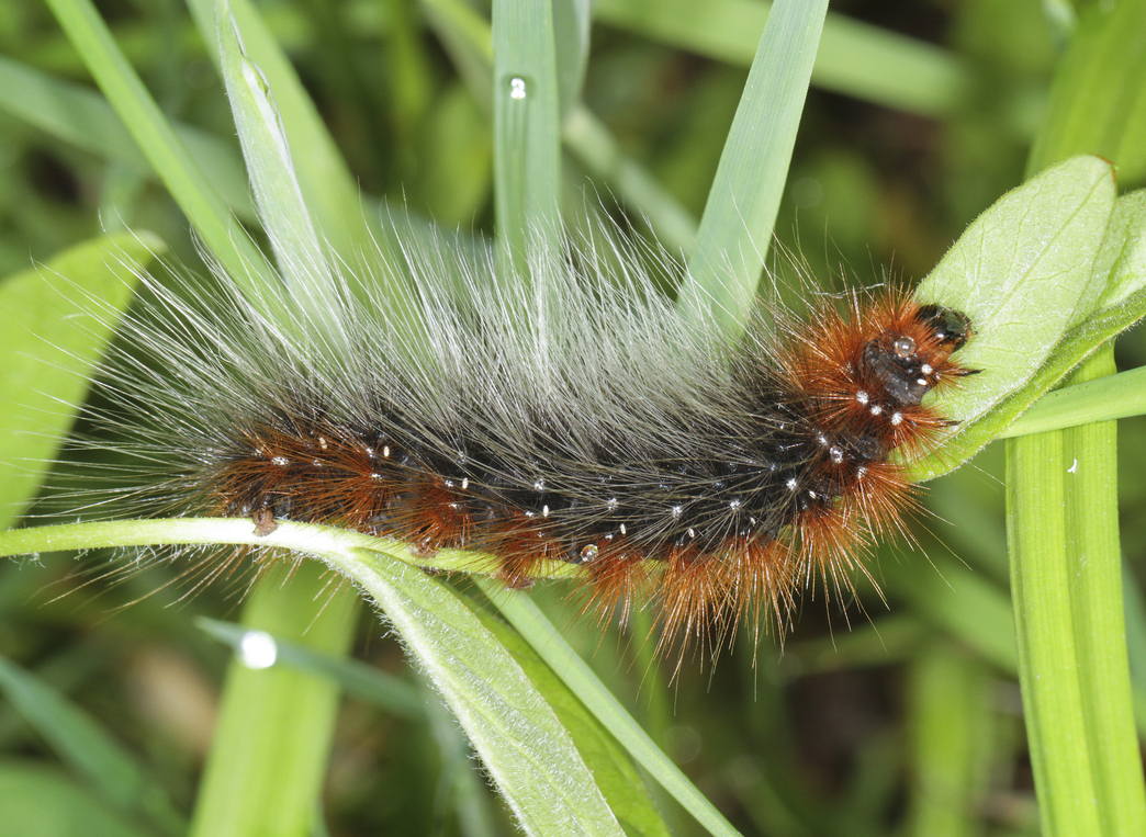 Identify caterpillars | Gloucestershire Wildlife Trust